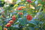 Ботанический сад Владивостока, Все растения цветут по расписанию