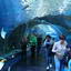 Russky Island (Vladivostok), Primorskiy Aquarium and Underwater Tunnel