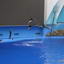Primorsky aquarium on Russkiy island in Vladivostok, Dolphin show