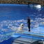 Primorsky aquarium on Russkiy island in Vladivostok, Belukha