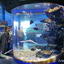 Primorsky aquarium on Russkiy island in Vladivostok, Inhabitants of the warm seas