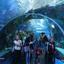 Приморский океанариум на острове Русский во Владивостоке, Тоннель в аквариуме